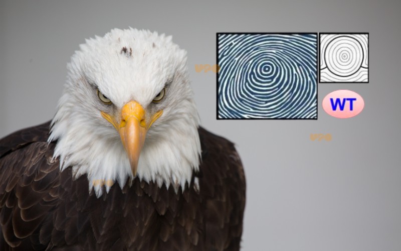 Chủng vân tay WT (Target Whorl) hay con gọi là chủng vân tay đại bàng mục tiêu, đại diện cho những người giàu nhiệt huyết trong công việc