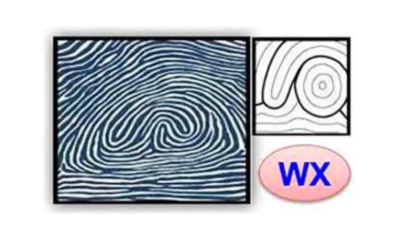 Nhóm vân tay WX (Accidental Whorl) là một nhóm vân tay cực kỳ hiếm gặp, trên thế giới chỉ có chưa đến 0,01% người có chủng vân tay này