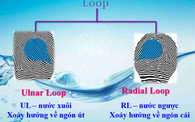 Nhóm vân tay chủng nước có 2 nhóm vân tay chính là nước xuôi và nước ngược