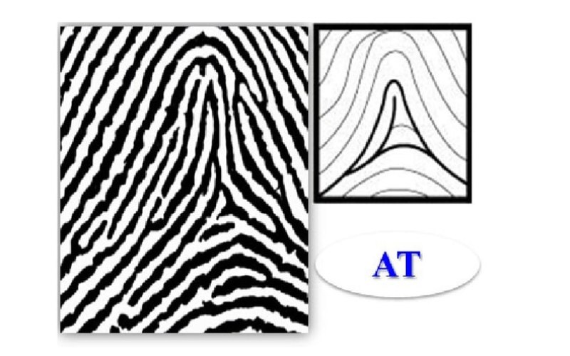 Nhóm AT (Tented Arch) không có tâm và không có detal. Những người sở hữu nhóm vân tay này, họ rất rất nhạy bén và thông minh