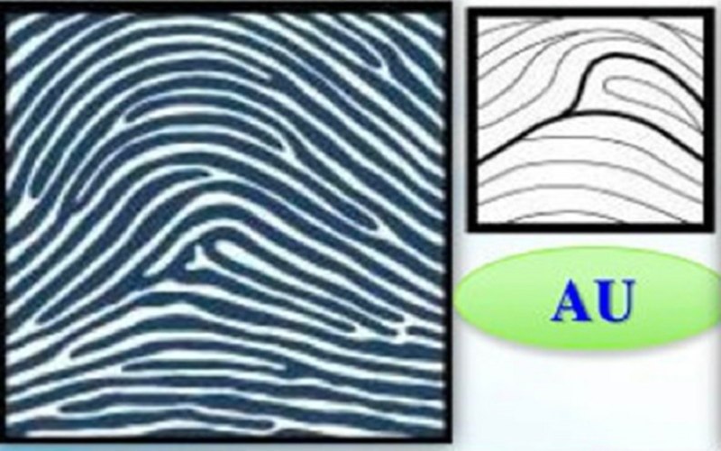 Loại vân tay này rất dễ nhận biết, vân không có tâm, các đường vân được xếp chồng lên nhau như ngọn núi, đỉnh của đường vân là chóp nhọn.