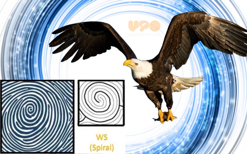 Nhóm vân tay WS (Spiral Whorl) hay còn gọi là chủng vân tay đại bàng xoáy nước