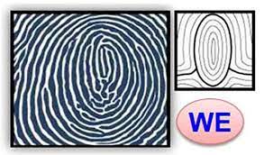 Chủng vân tay WE (Whorl Elongated) hay còn gọi là chủng vân tay đại bàng cảm xúc, chủng vân tay phượng hoàng lửa