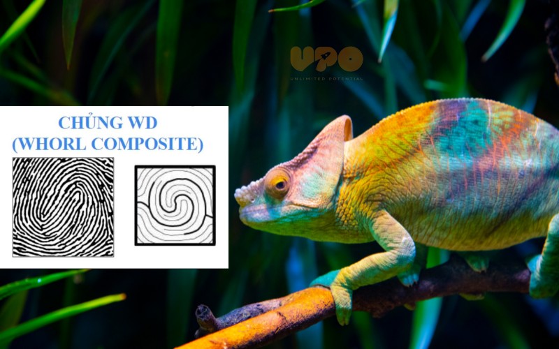 Chủng vân tay WD (Whorl Double Loop) hay còn được gọi là chủng vân tay tắc kè hoa