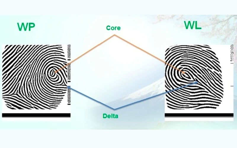 Vân tay WL có hình dạng gần như giống với vân tay WP, tuy nhiên nhìn kỹ ta sẽ thấy chúng khác ở điểm trong khi WP có 2 tâm thì WL chỉ có 1 tâm và khoảng cách chỉ từ 4 đường vân