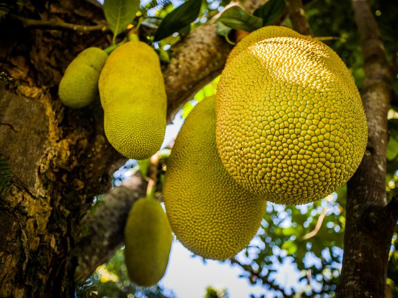 Quả mít đặc điểm nhận dạng vỏ xù xì nhưng thơm phưng phức