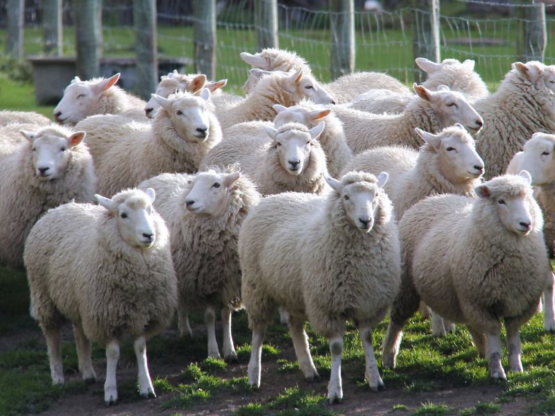 Cừu với bộ lông ấm áp, làm áo cho con người.