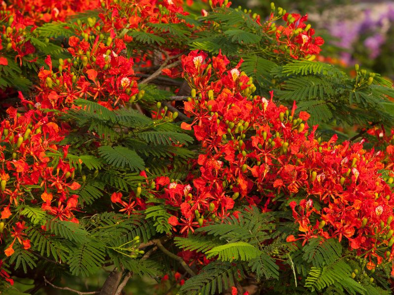 Hoa phượng đỏ rực rỡ góc sân trường