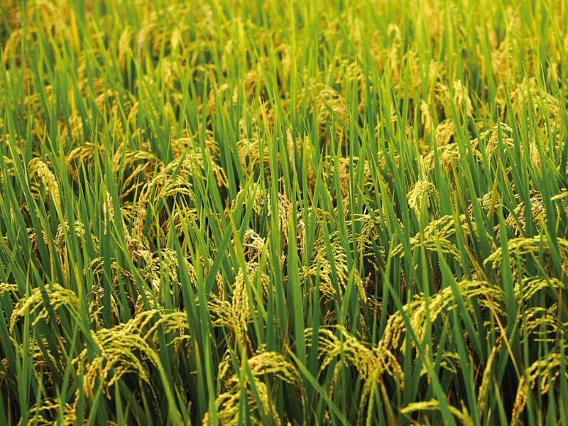 Lúa vàng trĩu bông, gạo thơm dẻo ngọt “nuôi” chúng ta hàng ngày