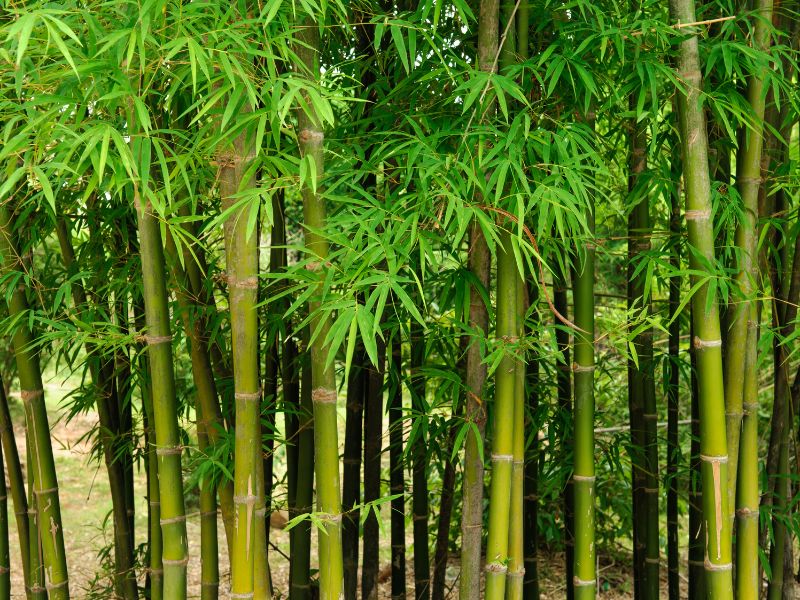 Lũy tre xanh gắn bó với làng quê Việt Nam