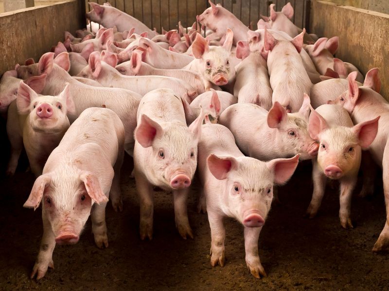 Con heo bụng to mắt híp, hết ăn lại nằm.