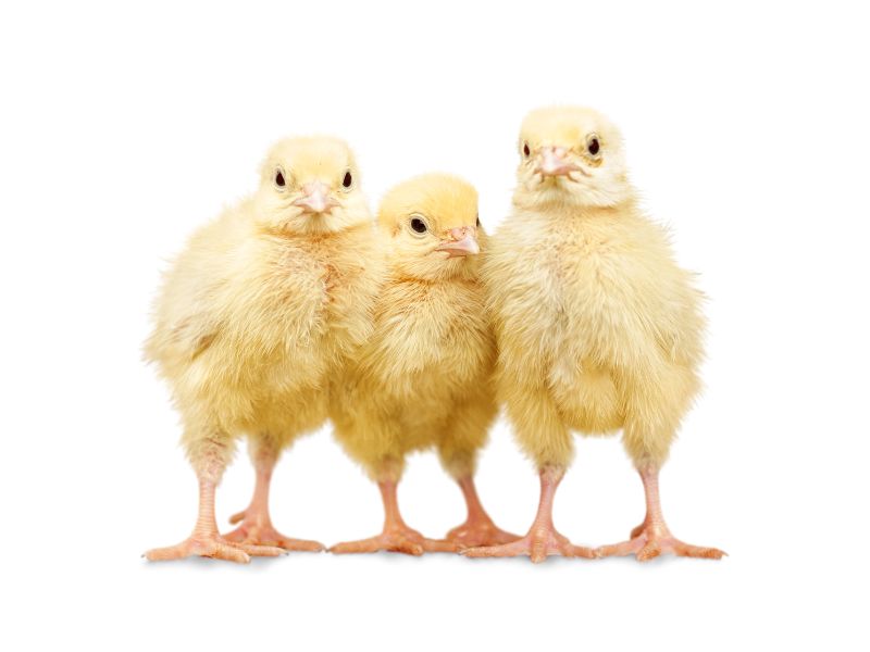 Gà con lông vàng như tơ, kêu “chiếp, chiếp”.
