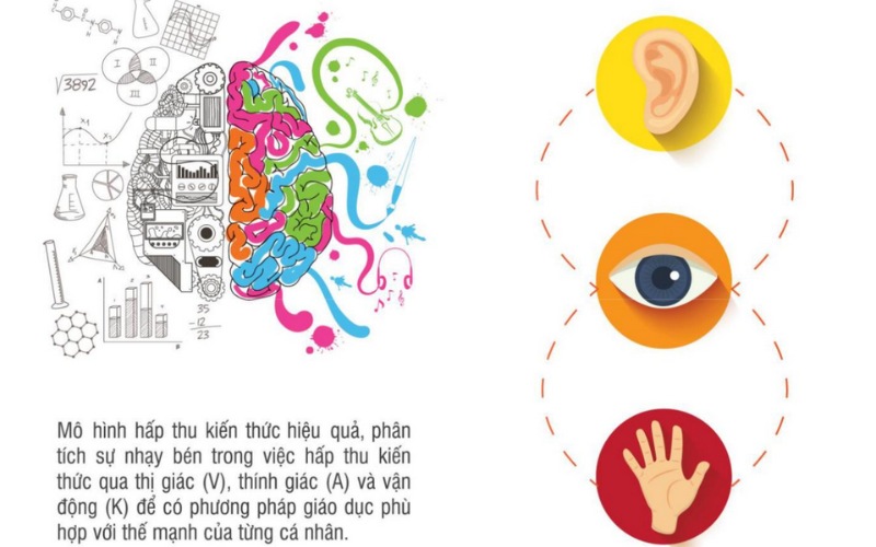 Chỉ số V.A.K (Visual, Auditory, Kinesthetic) là những chỉ số tiếp cận thông tin của não bộ thông qua thị giác, thính giác và vận động