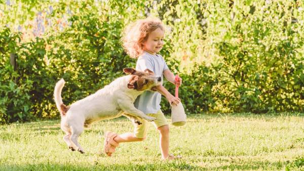 Dạy trẻ không lại gần chuồng chó khi không có người lớn bên cạnh 