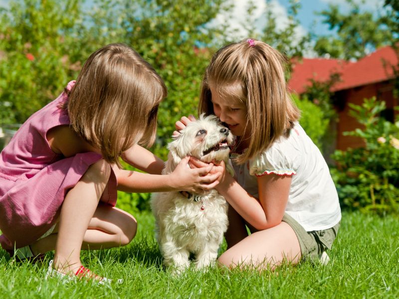 Nhiều trẻ em coi thú cưng như một nghời bạn thân thiết