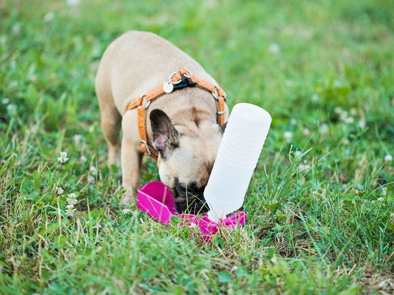 Trẻ học được cách chăm sóc thú cưng thông qua một khoảng thời gian tiếp xúc