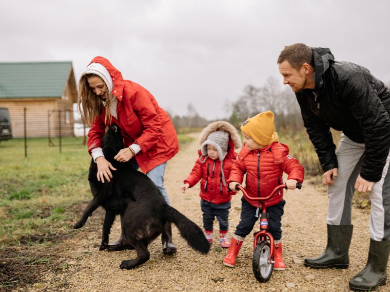 Cả gia đình cùng đi dạo, tham gia các hoạt động cùng thú cưng