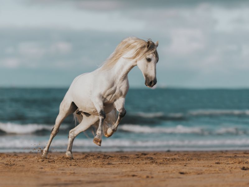 Truyện Ngựa Trắng không nghe lời mẹ