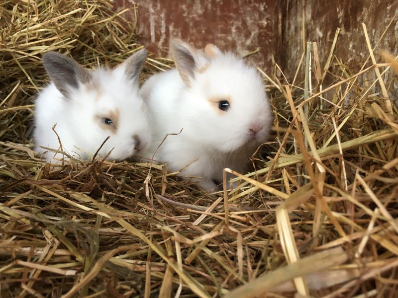 Những câu chuyện dạy trẻ biết nghe lời HAY và NHÂN VĂN NHẤT 4 Truyện Thỏ con không vâng lời