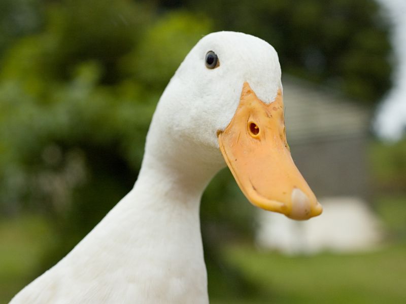 Đáp án con vịt, yếu tố nhận dạng thông qua mỏ màu vàng