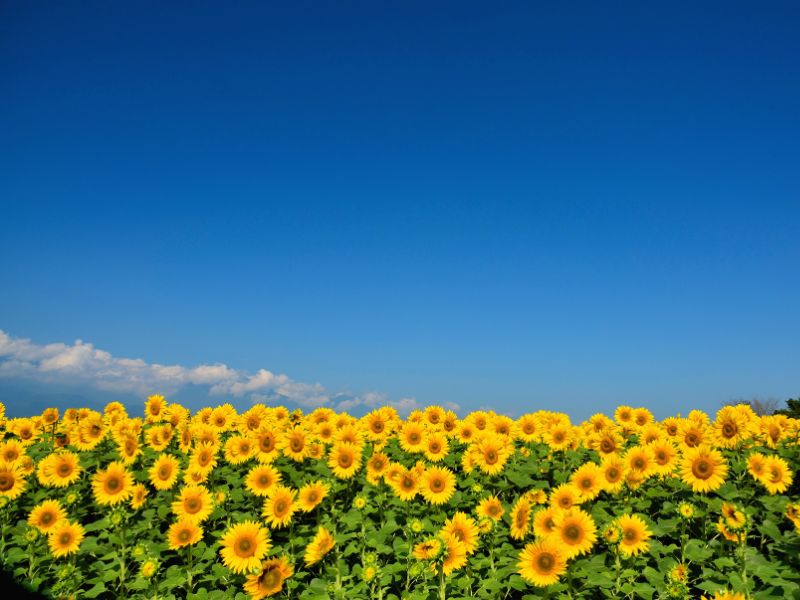 Hoa hướng dương luôn hướng về phía mặt trời