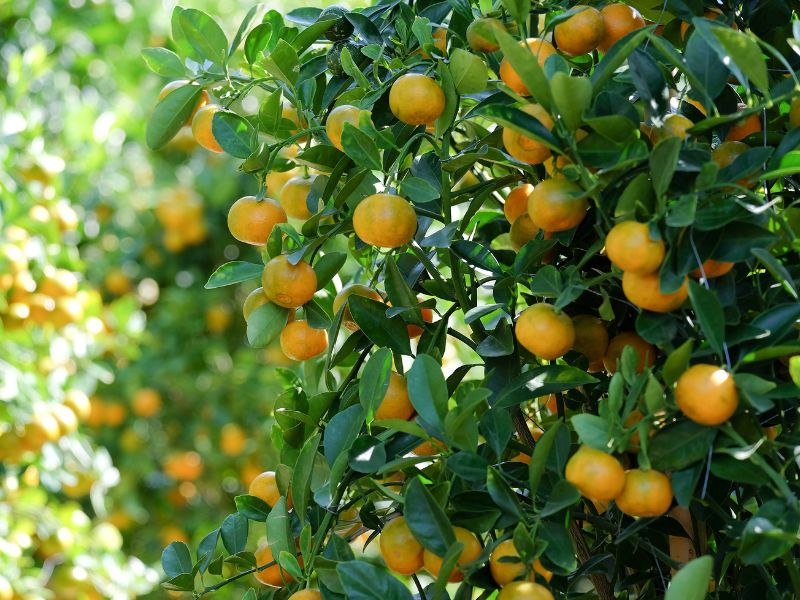 Cây quất có rất nhiều trái, thường được trưng vào ngày Tết