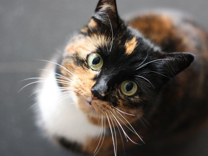 Mèo có đặc tính thích leo trèo