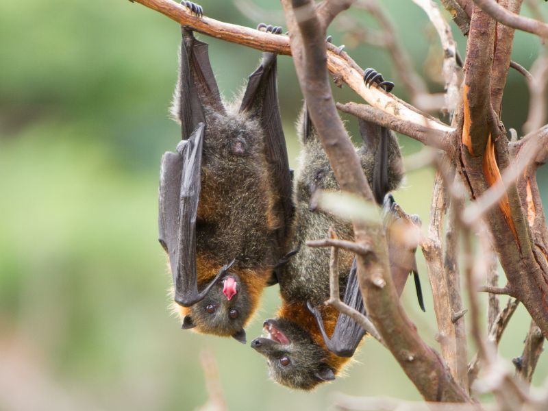 Dơi thường treo ngược mình trên cây và ngủ ngày
