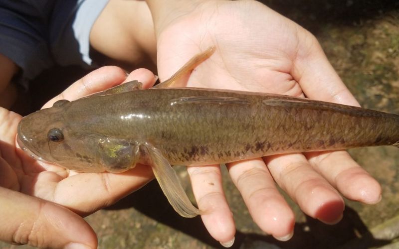 Loài cá Bồng từng được xuất hiện trong truyện Tấm Cám