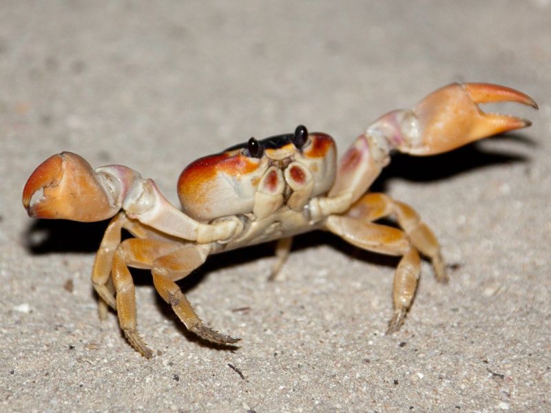 Con cua có 8 cẳng, 2 càng và bò ngang