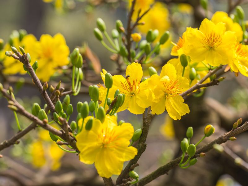 Hoa mai thường được xuất hiện trong ngày Tết