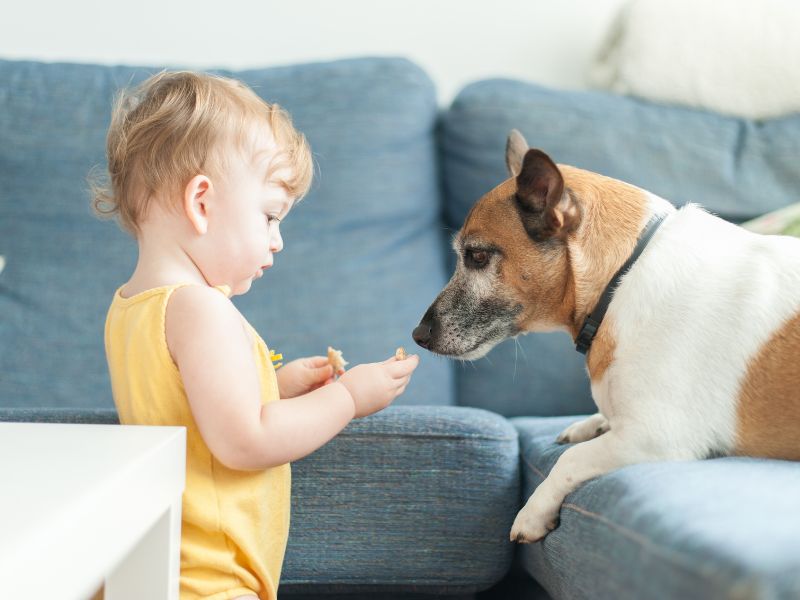 Dạy kỹ năng sống cho trẻ 3 tuổi - tuổi không lúc nào chịu ngồi yên 9 Các bé thường rất yêu động vật, giúp bé hình thành sự quan tâm, yêu thương