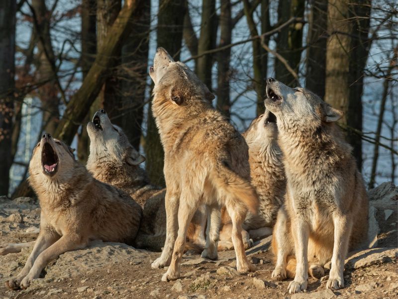 Sinh trắc học giọng nói là gì? TỔNG QUAN thông tin từ A - Z 8 Phương pháp sinh trắc học giọng nói đã có thể giúp con người theo dõi động vật dựa trên những âm thanh đặc trưng do động vật tạo ra