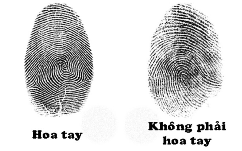 Những đường vân có hình xoáy tròn đều và không bị lệch sang hướng nào khác thì mới được cho là hoa tay