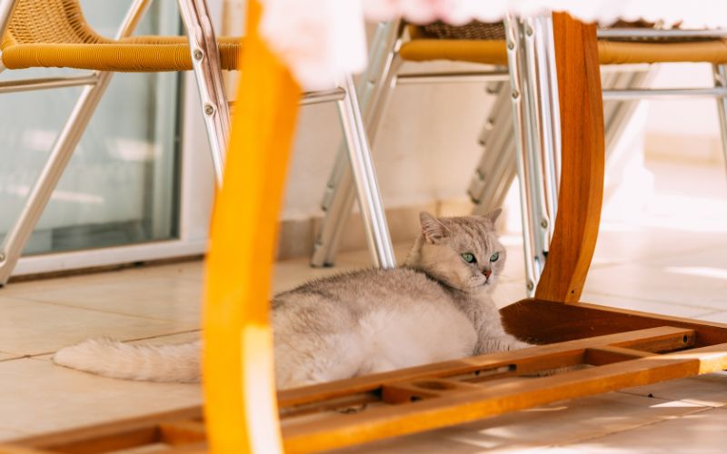 Minh hoạ dạng toán tư duy về không gian cho bé 4 tuổi