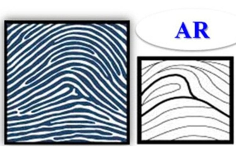 Chủng vân tay AR là chủng vân tay có 1 tâm và 1 detal, hình dáng của loại vân tay này là hình các đường vân hướng về phía ngón cái.
