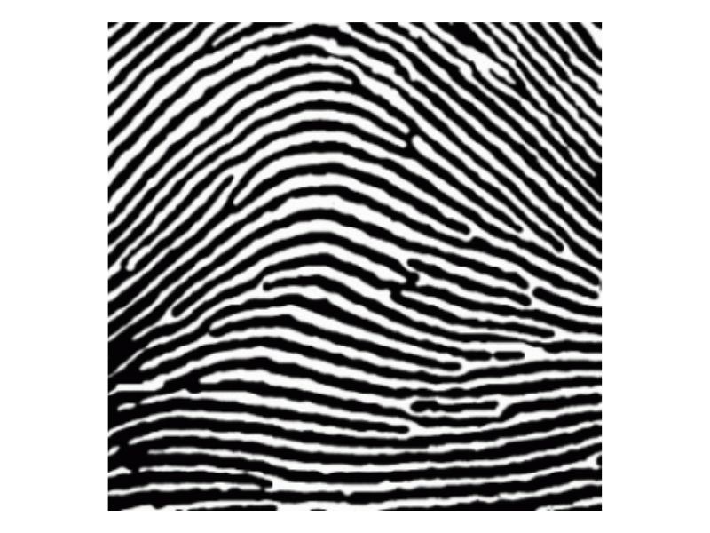 Chủng vân AS rất dễ phân biệt với các nhóm vân khác, chúng có những đường vân xếp chồng lên nhau như một dãy núi, những đường vân này không quá nhô và rất thoải