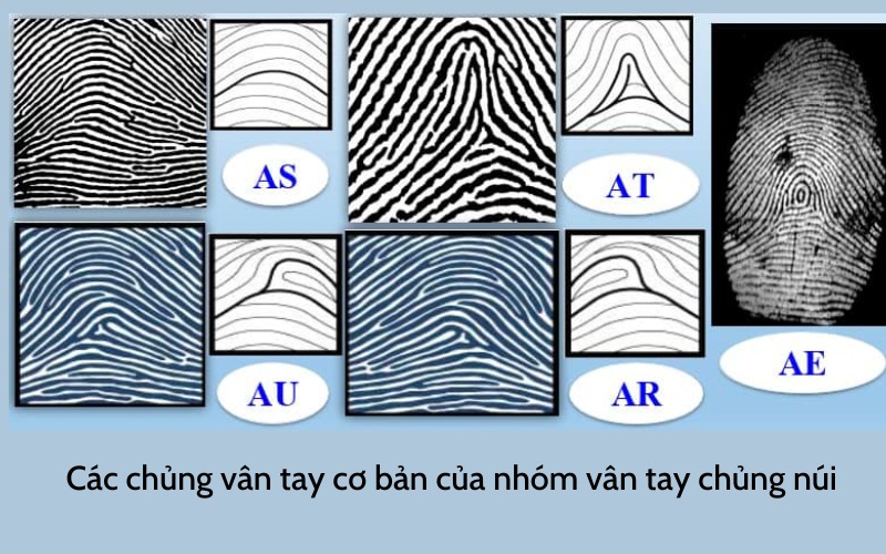 Thoạt nhìn loại vân tay này có hình như một ngọn núi vững chắc với những đường vân xếp chồng lên nhau một cách chắc chắn