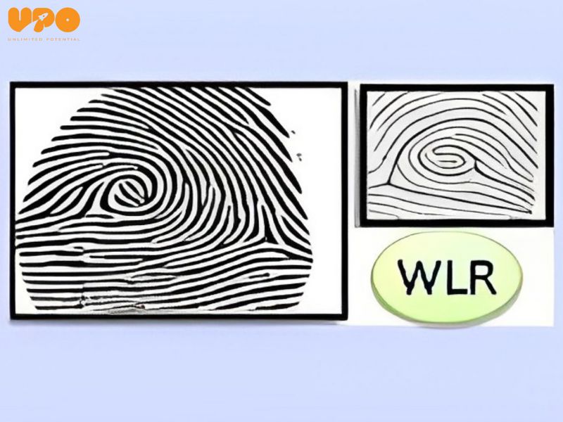 Chủng vân tay WLR là viết tắt của "Whorl Loop Radial"