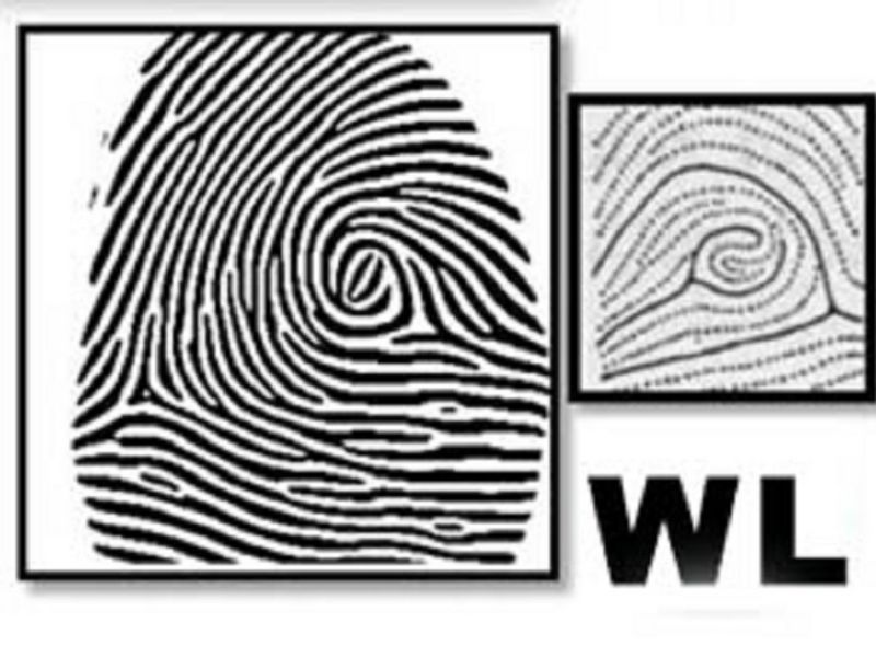 Chủng vân tay WL là viết tắt của "Whorl Loop”