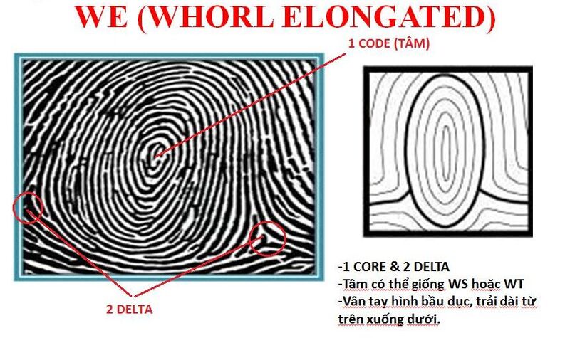Chủng vân tay WE là viết tắt của "Whorl Expanded" 